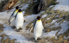Desktop image. Animals. ID:65196