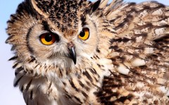 Desktop image. Animals. ID:65197