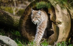Desktop image. Animals. ID:65198
