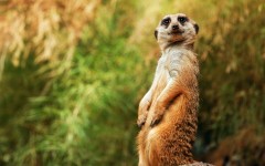 Desktop image. Animals. ID:65199