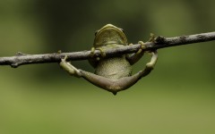 Desktop image. Animals. ID:65200