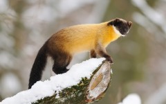 Desktop image. Animals. ID:65201