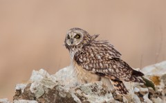 Desktop image. Animals. ID:65202