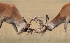 Desktop image. Animals. ID:65203