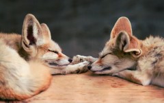 Desktop image. Animals. ID:65204
