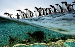 Desktop image. Animals. ID:65205