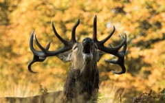 Desktop image. Animals. ID:65206