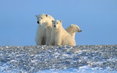 Desktop image. Animals. ID:65208