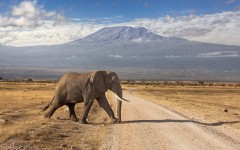 Desktop image. Animals. ID:65209