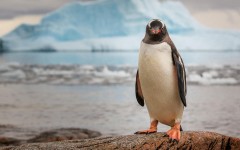Desktop image. Animals. ID:65210