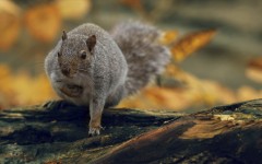 Desktop image. Animals. ID:65211