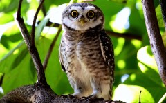 Desktop image. Animals. ID:65212