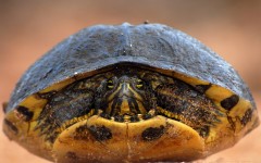 Desktop image. Animals. ID:65213