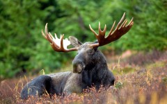Desktop image. Animals. ID:65214