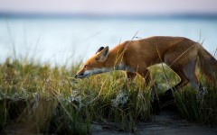 Desktop image. Animals. ID:65215