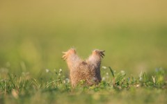 Desktop image. Animals. ID:65216