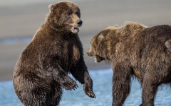 Desktop image. Animals. ID:65217