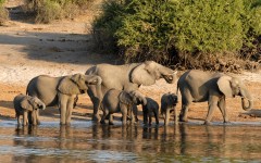Desktop image. Animals. ID:65218