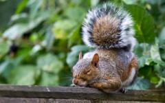 Desktop image. Animals. ID:65220
