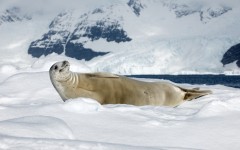 Desktop image. Animals. ID:65221