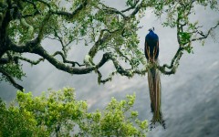 Desktop image. Animals. ID:65222