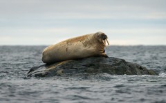 Desktop image. Animals. ID:65223