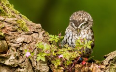Desktop image. Animals. ID:65224