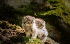 Desktop image. Animals. ID:65226