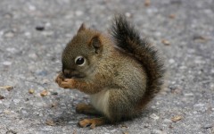 Desktop image. Animals. ID:65227