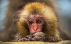 Desktop image. Animals. ID:65228