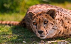 Desktop image. Animals. ID:65229