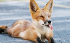 Desktop image. Animals. ID:65230