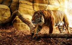Desktop image. Animals. ID:65231