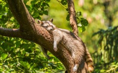 Desktop image. Animals. ID:65232