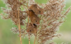 Desktop image. Animals. ID:65233
