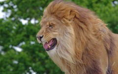 Desktop image. Animals. ID:65235