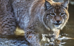 Desktop image. Animals. ID:65236