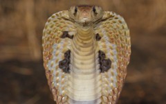 Desktop image. Animals. ID:65237