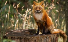 Desktop image. Animals. ID:65238