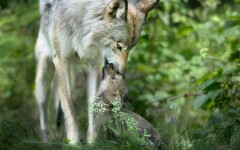 Desktop image. Animals. ID:65239