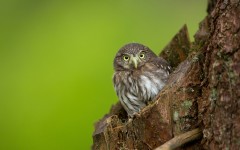 Desktop image. Animals. ID:65240