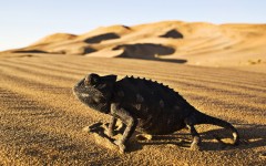 Desktop image. Animals. ID:65241