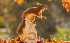 Desktop image. Animals. ID:65242