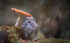 Desktop image. Animals. ID:65243