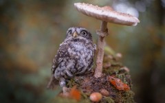 Desktop image. Animals. ID:65244