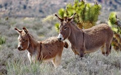 Desktop image. Animals. ID:65245