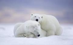 Desktop image. Animals. ID:65246