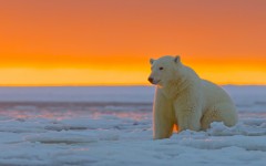Desktop image. Animals. ID:65247