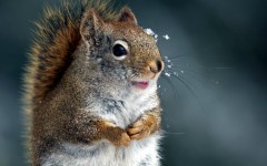 Desktop image. Animals. ID:65248