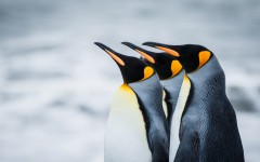 Desktop image. Animals. ID:65249